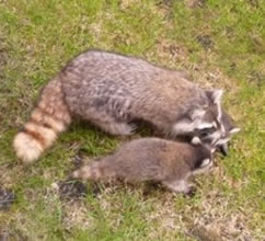 Mom and Baby Raccoons